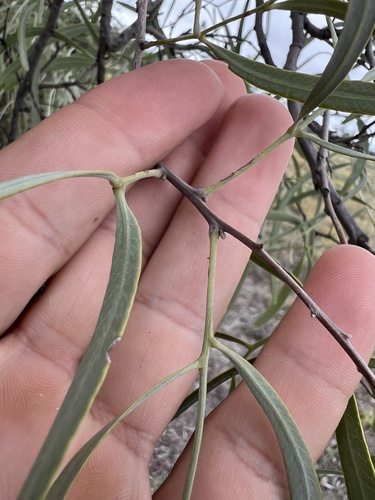 Image of Atalaya hemiglauca by (c) Lucas Christofides, some rights reserved (CC BY)