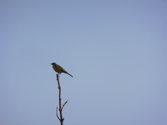 Motacilla flava cinereocapilla