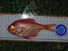 Beryx decadactylus