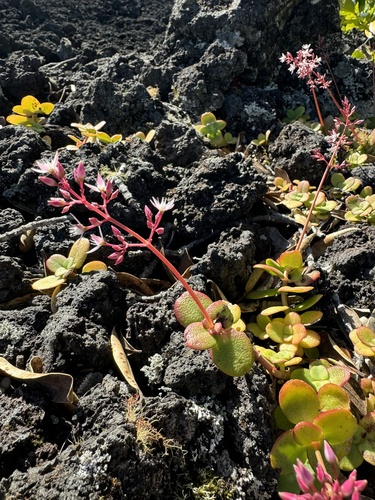 Crassula multicava