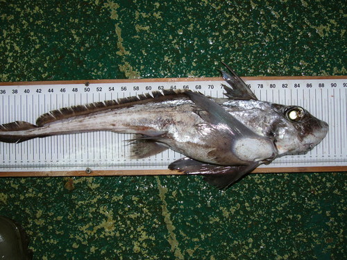 Rabbit fish (Chimaera monstrosa) — Chimaeridae — 3