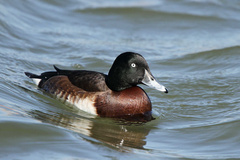 Baer's Pochard photo 5