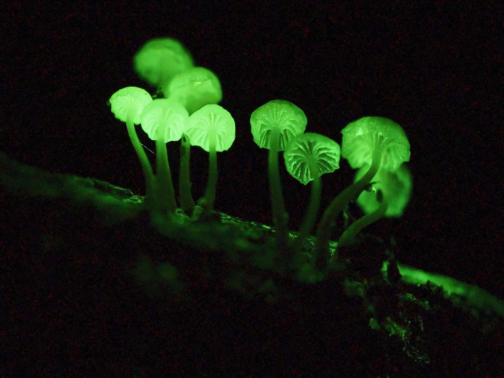 Roridomyces lamprosporus