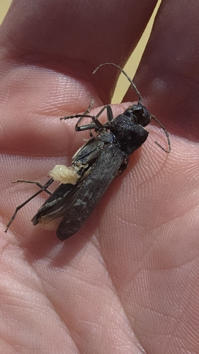 Burnt pine longhorn photo 3