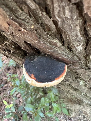 Fomitopsis pinicola