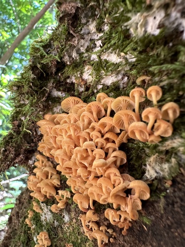 Xeromphalina campanella