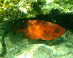 Heteropriacanthus cruentatus