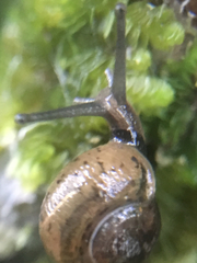 Ovachlamys fulgens