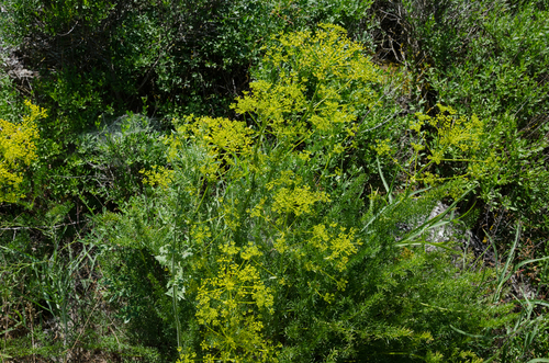 Ferulago aucheri