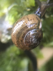 Ovachlamys fulgens