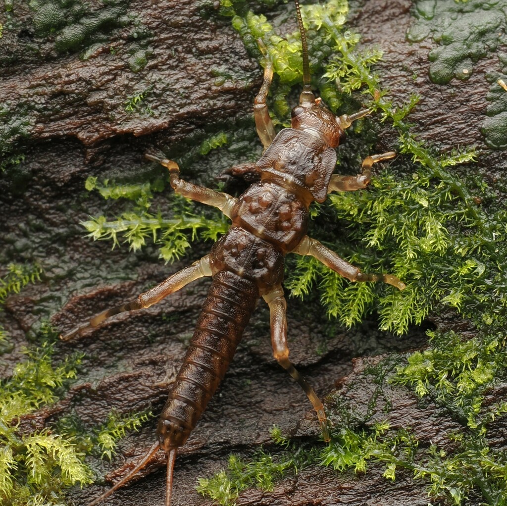 Nesoperla