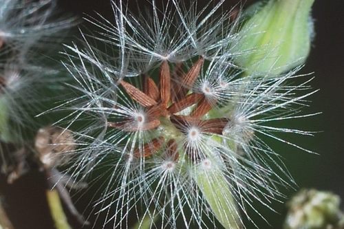 Youngia japonica