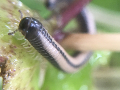 Spirobolellus immigrans