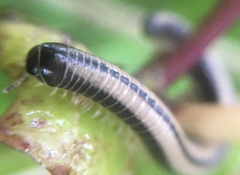Spirobolellus immigrans