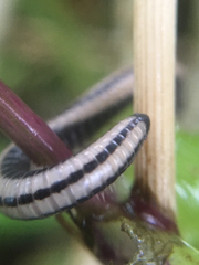 Spirobolellus immigrans