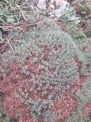 Acantholimon libanoticum