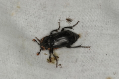 Nicrophorus humator