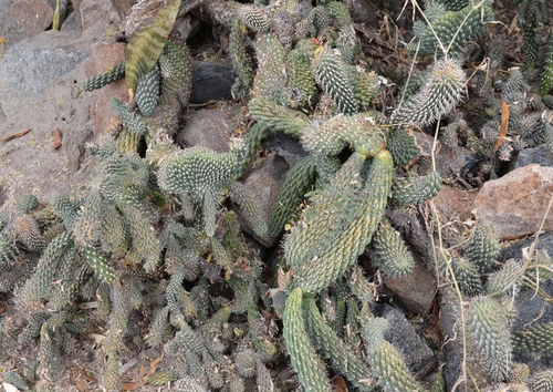 Cylindropuntia image