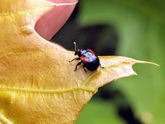 Synolabus bipustulatus