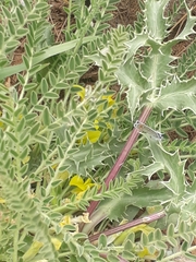 Astragalus pinetorum