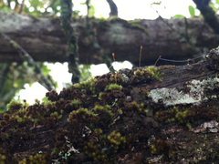 Macromitrium microstomum