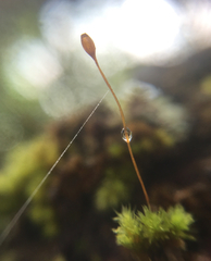 Macromitrium microstomum