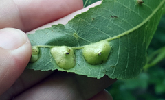 Phylloxera notabilis