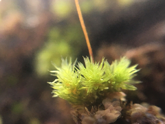 Macromitrium microstomum