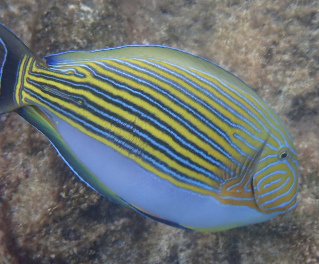Lined surgeonfish