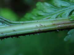 Asplenium gracillimum