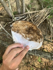 Utterbackiana suborbiculata