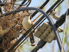 Campylorhynchus chiapensis