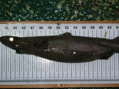 Velvet Belly photo 4