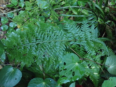 Asplenium gracillimum