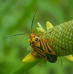 Calocoris barberi