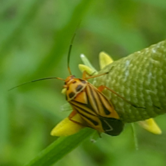 Calocoris barberi