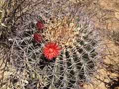 Ferocactus emoryi emoryi