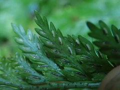 Asplenium gracillimum