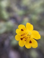 Erythranthe primuloides