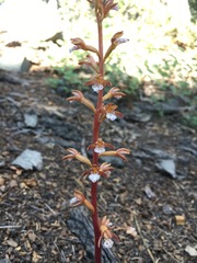 Corallorhiza maculata occidentalis