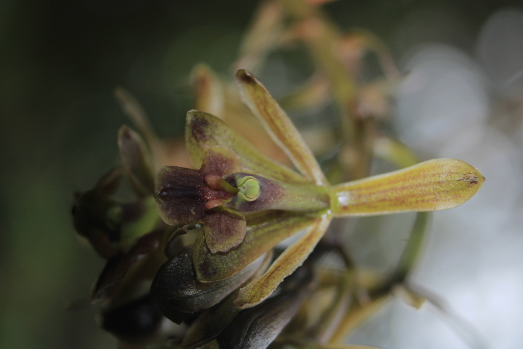 Epidendrum sisgaense Hágsater 3