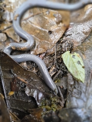 Indian Black Earth Snake photo 4