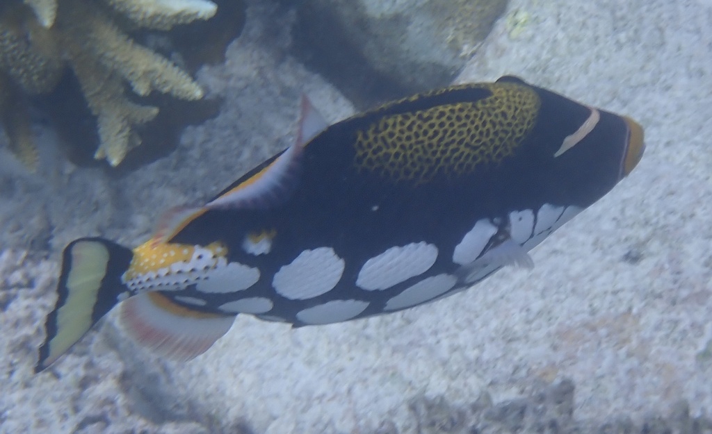 Clown triggerfish