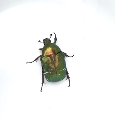 Cetonia aurata