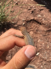 Uta stansburiana uniformis