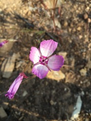 Clarkia cylindrica