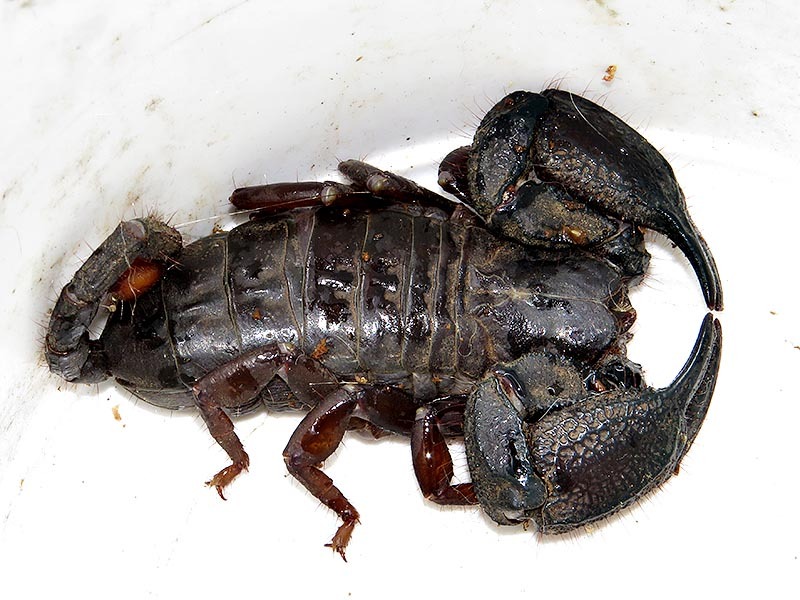 Rock Docile Scorpion (Opisthacanthus validus) · iNaturalist