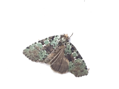 Leuconycta lepidula