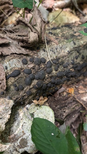 Annulohypoxylon truncatum