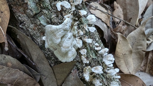 Trichaptum biforme